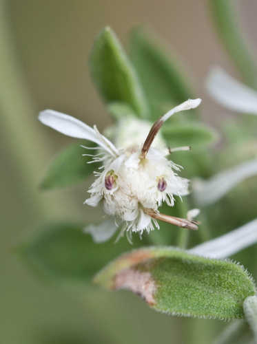 Sericocarpus tortifolius #12